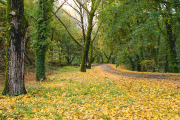 Obraz premium Autumnal landscape with fallen leaves