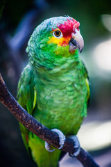 Green Parrot on a tree branch, Green and Red Macaw