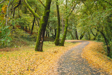 Obraz premium A road in autumnal woodland