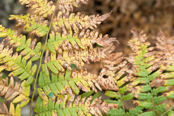 orange autumn fern leaves closeup