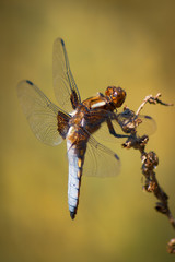 Broad-Bodied Chaser - Dragonfly - Libellula Depressa