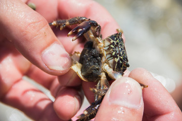 small sea crab with eggs in hands, selective focus