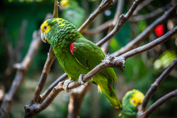 Green Parrot on a tree branch, Green and Yellow Macaw