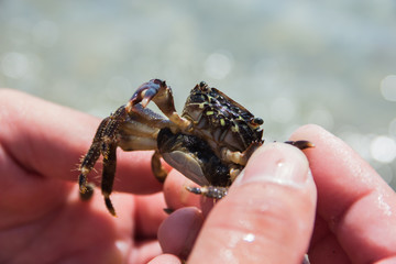 small sea crab with eggs in hands, selective focus