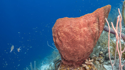 Seascape of coral reef in the Caribbean Sea around Curacao with sponge