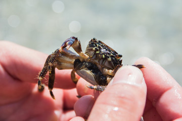 small sea crab with eggs in hands, selective focus