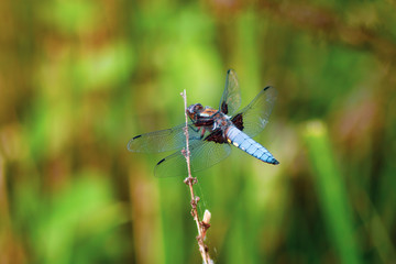 Broad-Bodied Chaser - Dragonfly - Libellula Depressa