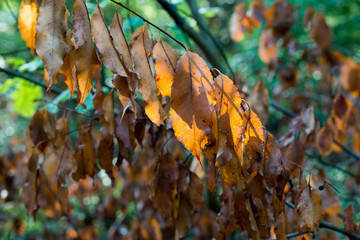 orange autumn prunus padus leaves closeup