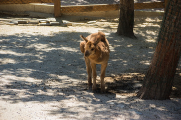 Alpaca domestic cloven-hoofed animal living in zoo