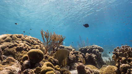 Seascape of coral reef in the Caribbean Sea around Curacao with coral and sponge