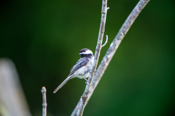 Black capped Chickadee (Poecile atricapillus) perches on a tree branch