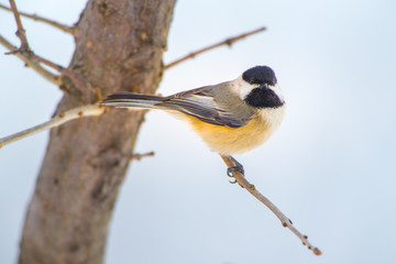 Black capped Chickadee (Poecile atricapillus) perches on a tree branch