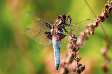 Broad-Bodied Chaser - Dragonfly - Libellula Depressa