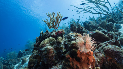 Seascape of coral reef in the Caribbean Sea around Curacao with worm, coral and sponge