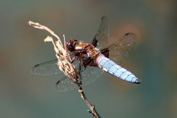 Broad-Bodied Chaser - Dragonfly - Libellula Depressa