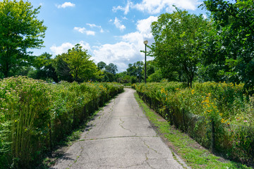 Fototapeta na wymiar Trail with Native Plants and Trees at Humboldt Park in Chicago