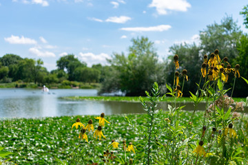 Obraz premium Yellow Flowers in front of the Humboldt Park Lagoon in Chicago