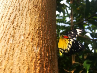 Beautiful black and yellow butterfly catch on the brown trunk after reborn from caterpillar.