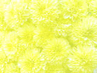 Fresh yellow marigold flower front view with ivory light cover background.