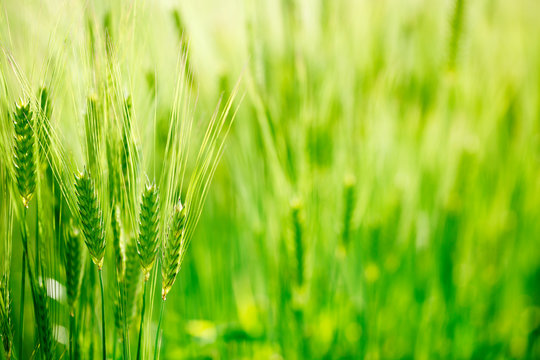 green wheat field with sunlight.
