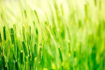 green wheat field with sunlight.