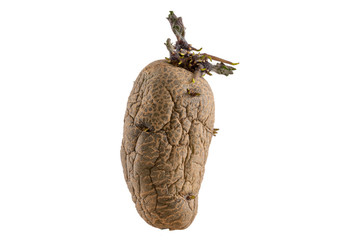 Naturally sprouted seed potato on white background