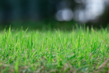 green grass s blurred background bokeh
