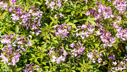 Obraz premium (Cleome spinosa) Buisson dense de cléome épineux ou Fleur araignée 