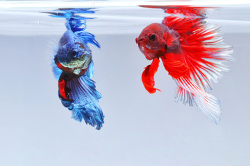 Two betta fish, red and blue, are in the water.