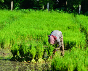 People working on rice field in Vietnam