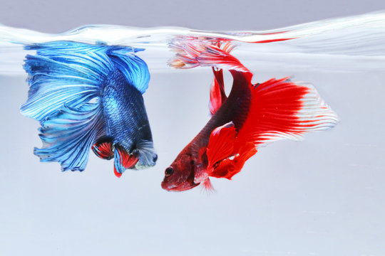 Blue Betta Fish Images – Browse 25,999 Stock Photos, Vectors, and Video