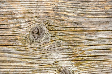 Weathered and colorized wooden surface with annual rigns and other linear features curving around a...