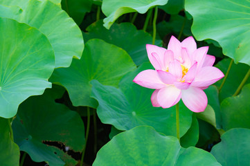 蓮の花、東京上野公園、不忍池