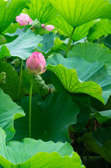 蓮の花、東京上野公園、不忍池