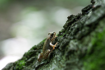 Small European common brown frog (Rana temporaria) in forest