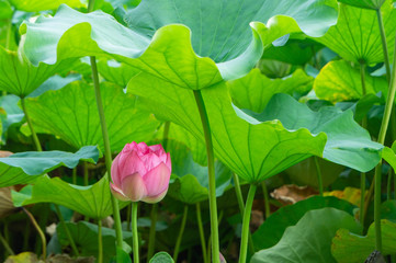 蓮の花、東京上野公園、不忍池