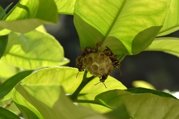 Paper wasps nest (Polistes dominula) in a citrus tree