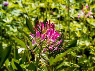 Gros plan sur tête de fleur araignée ou cléome épineux (Cleome spinosa)
