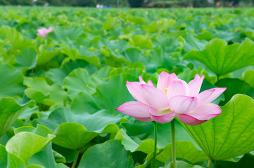 蓮の花、東京上野公園、不忍池