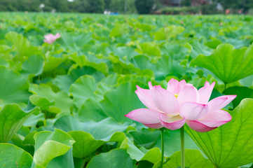 蓮の花、東京上野公園、不忍池