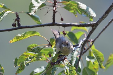 Eurasian Blackcap (Sylvia atricapilla), Greece