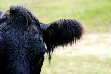 Belted Galloway cow portrait close up shows shaggy hair.
