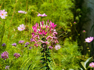 Gros plan sur tête de fleur araignée ou cléome épineux (Cleome spinosa)