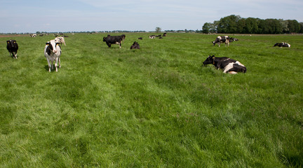 Cows in meadow. Netherlands