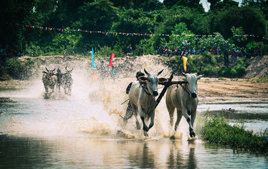 Ox race in Mekong Delta, Vietnam