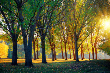 Fototapeta premium beautiful glade and trees in the autumn forest, bright sunset and landscape in fall season