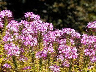 Obraz premium Buisson dense de cléome épineux ou Fleur araignée (Cleome spinosa)