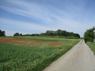 landschaft im weinviertel mit mohn