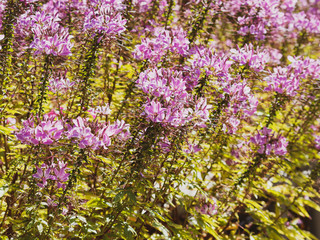 Obraz premium Buisson dense de cléome épineux ou Fleur araignée (Cleome spinosa)