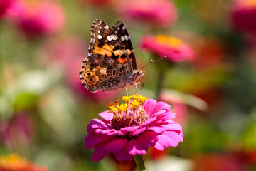 Portrait of painted lady butterfly on the pink flower in the summer garden
